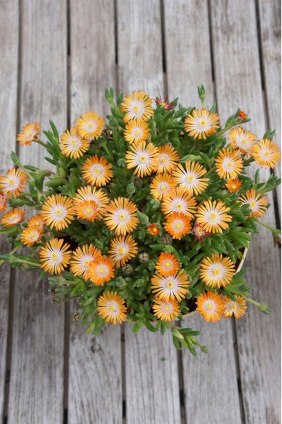 Делосперма Jewel of Desert Topaz на терасі